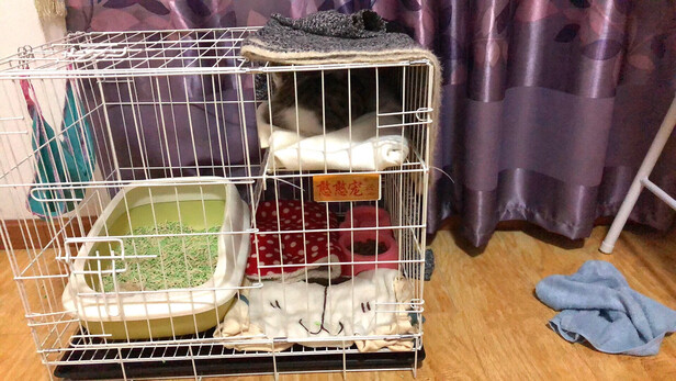  猫笼