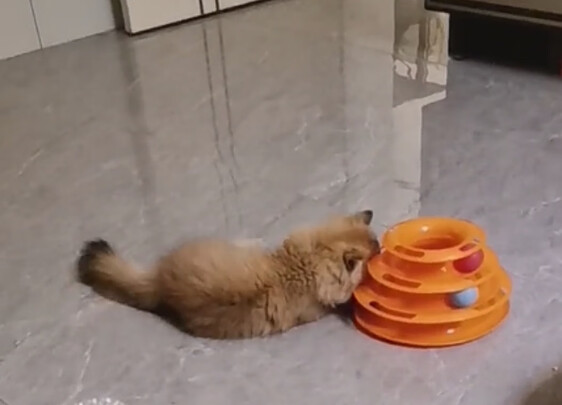 猫粮罐头