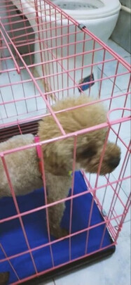 狗窝