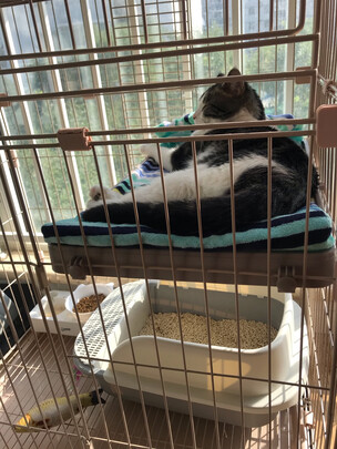 猫包