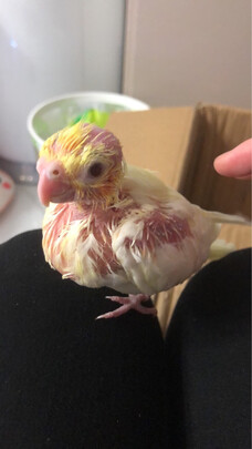 鹦鹉饲料