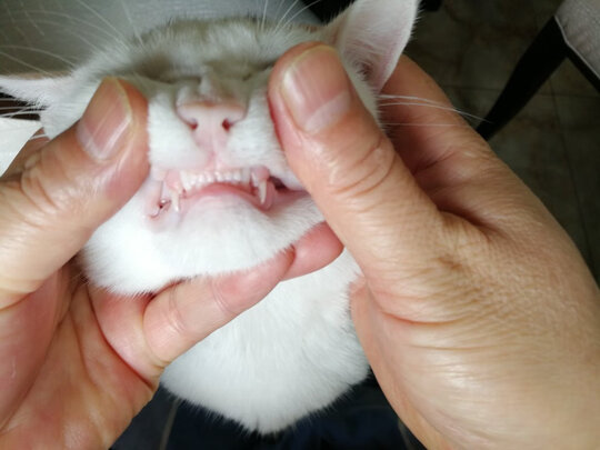 猫项圈