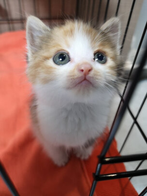  猫笼