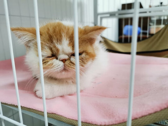 猫包