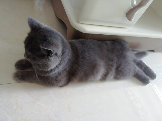 豆腐猫砂