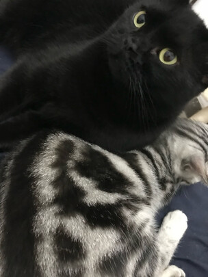 猫砂铲
