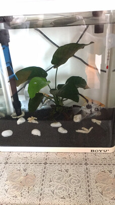 鱼缸潜水泵