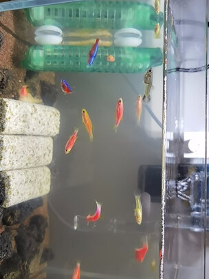 鱼缸净水剂