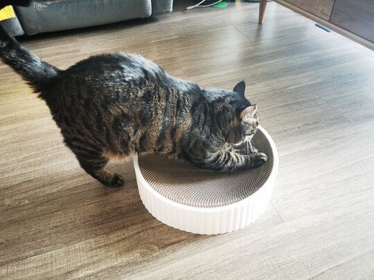 猫窝