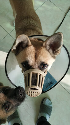 狗狗嘴套