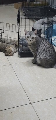  狗笼
