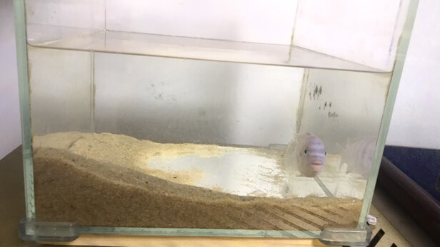 鱼缸底砂