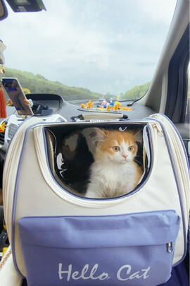 猫包