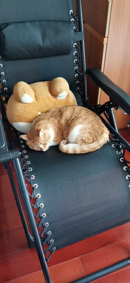 猫碗狗碗