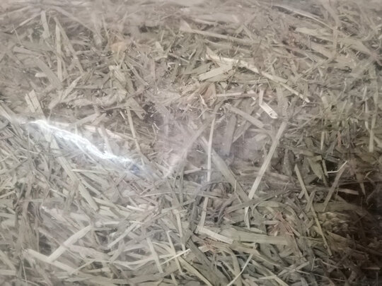 兔粮提摩西草