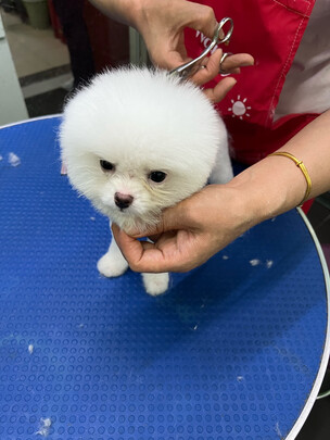 狗毛猫毛清理器