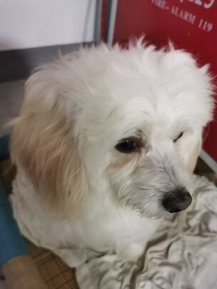 狗狗磨牙棒