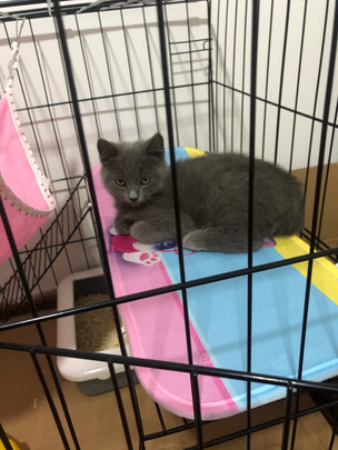 猫笼