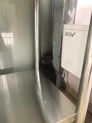猫条猫零食