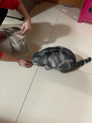 猫冻干