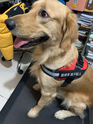 狗粮