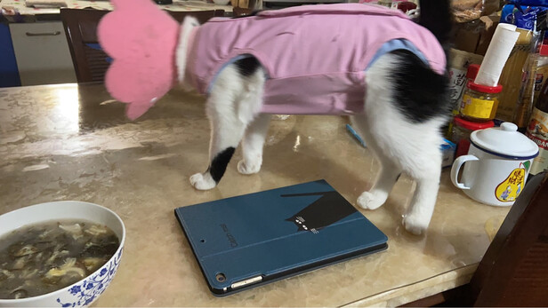 猫咪手术服
