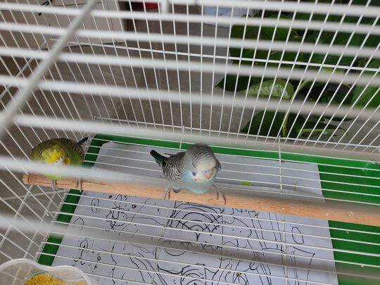 鸟笼