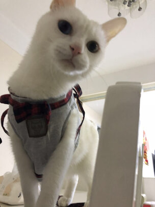 猫冻干