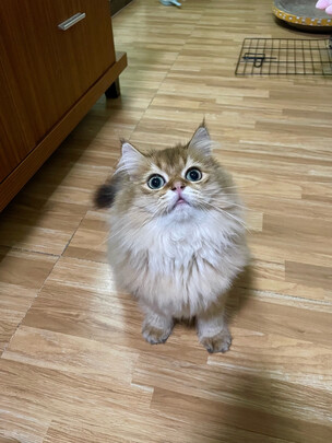 猫粮罐头