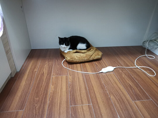 猫条猫零食