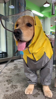 狗狗雨衣