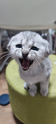 猫包