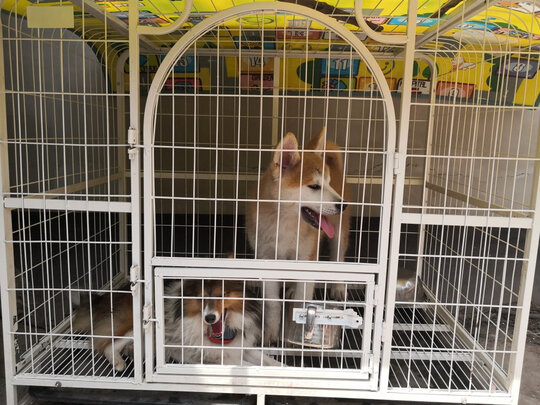  狗笼