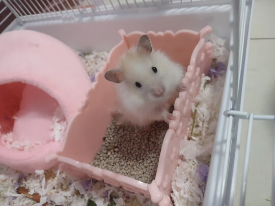 仓鼠木屑