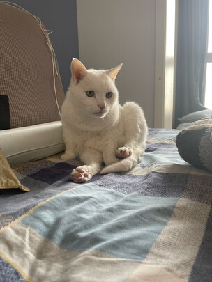 猫粮罐头