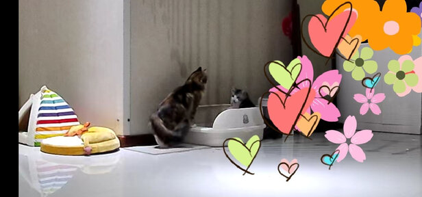 猫砂盆