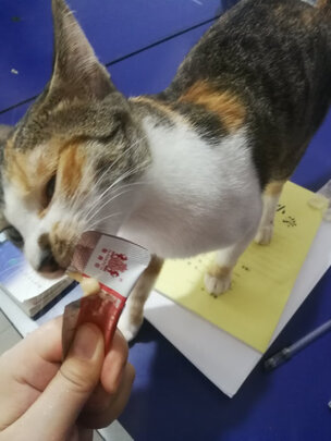 猫零食