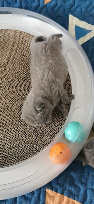 猫窝