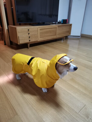 狗狗雨衣