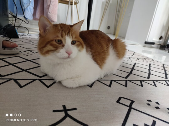 猫包