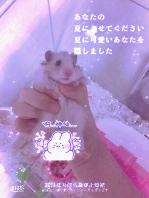 仓鼠浴沙
