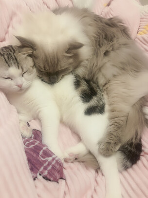 猫罐头