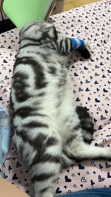 猫粮罐头