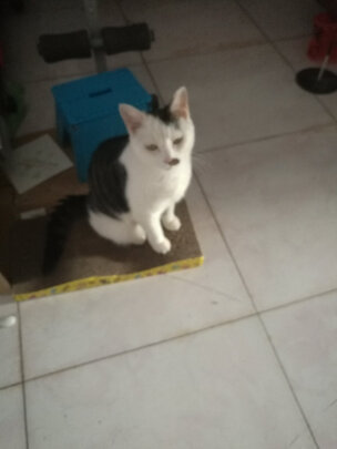 猫抓板