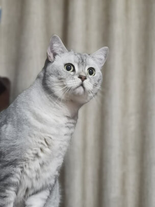 膨润土猫砂