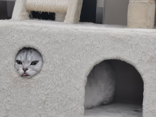 猫冻干