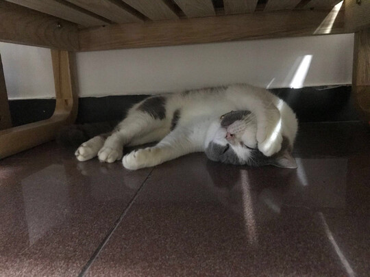 猫砂盆