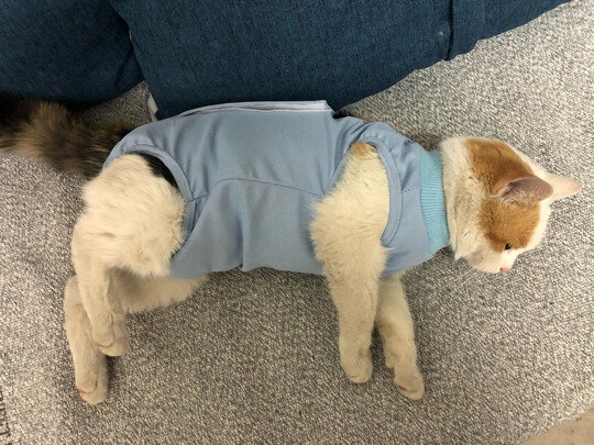 猫咪手术服