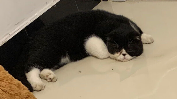 猫粮