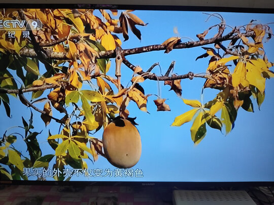 真实感受讲讲夏普4T-M55Q5CA电视怎么样，大家使用评测曝光？
